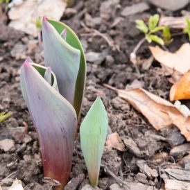 Spring is Near Image